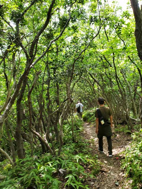 姫越山登山　向井ふとん店