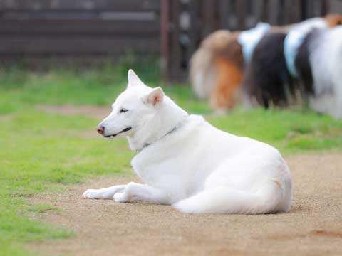 紀州犬 三重県熊野市向井ふとん店