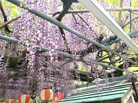 弘法さんの藤の花が見頃です