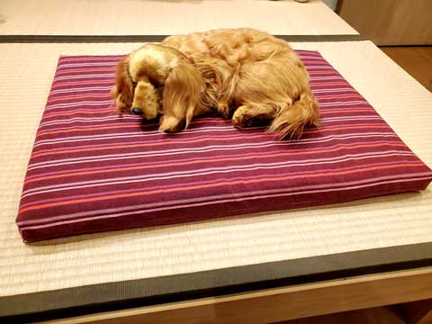 床ずれ防止に洗えるワンちゃん用敷布団 三重県熊野市向井ふとん店