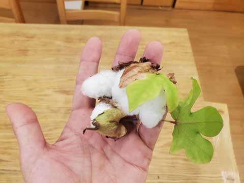 和綿栽培 手作り布団三重県熊野市向井ふとん店